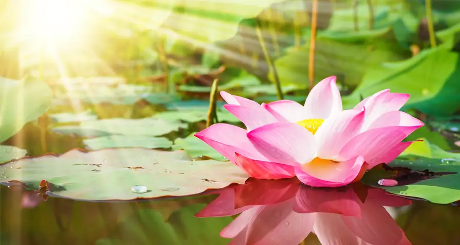 flor de loto en agua